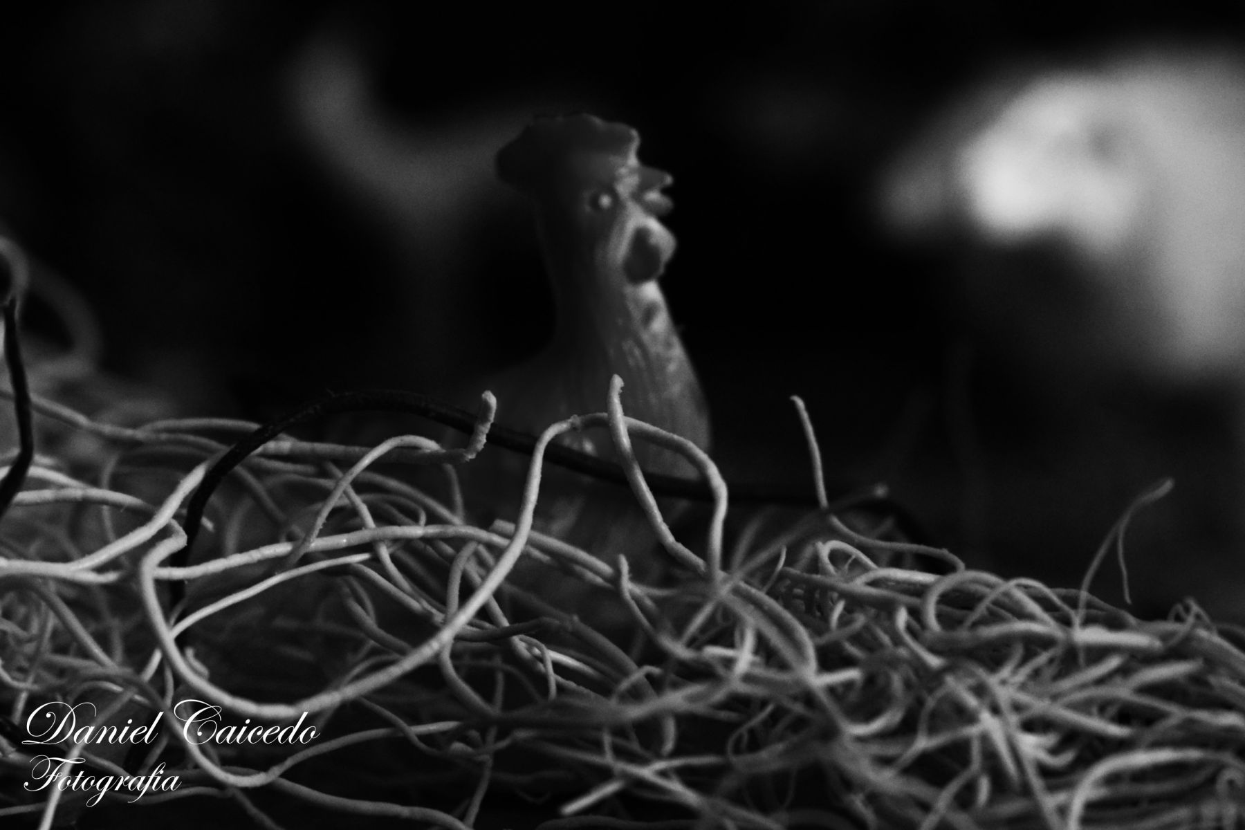 blanco y negro